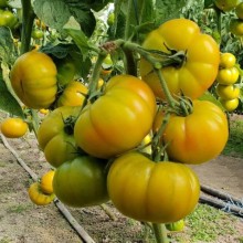 img-2: Томат Еллоу Кой F1 - ООО «Семена Тут»