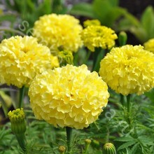 Бархатцы прямостоячие Аляска - ООО «Семена Тут»