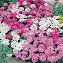 Иберис зонтичный Айсберг - ООО «Семена Тут»