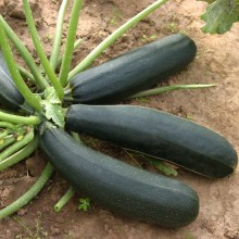 Кабачок Фараон - ООО «Семена Тут»