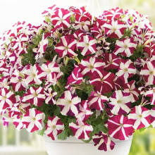 Петуния ампельная Саксесс Маджента Стар [100 драже] - ООО «Семена Тут»