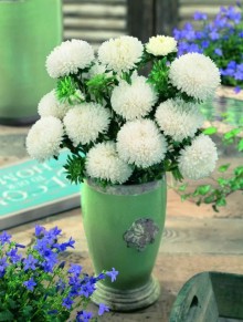 img-1: Астра Бьютифул Дэй Креми Вайт [3 гр] - ООО «Семена Тут»