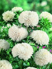 img-2: Астра Бьютифул Дэй Креми Вайт [3 гр] - ООО «Семена Тут»