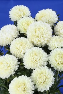 img-1: Астра Бьютифул Дэй Еллоу [3 гр] - ООО «Семена Тут»