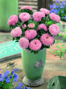 img-1: Астра Бьютифул Дэй Салмон Роуз [3 гр] - ООО «Семена Тут»