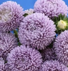 Астра Бьютифул Дэй Лавендер [3 гр] - ООО «Семена Тут»