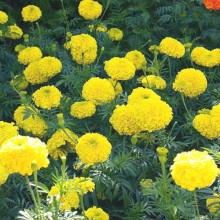 Бархатцы прямостоячие Человек на Луне - ООО «Семена Тут»