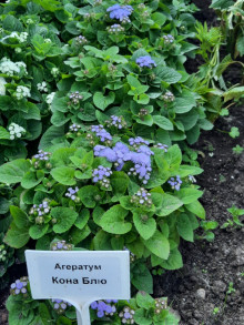 img-2: Агератум Кона Блю [1000 драже] - ООО «Семена Тут»