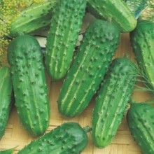 Огурец Аист - ООО «Семена Тут»