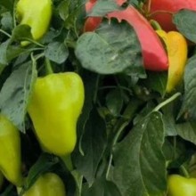 Перец Альфа F1 - ООО «Семена Тут»