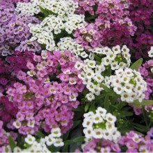 Алиссум Мэджик циклес микс - ООО «Семена Тут»