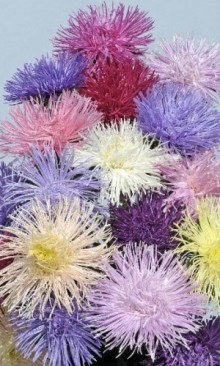 img-1: Астра харц Смесь окрасок - ООО «Семена Тут»