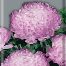 Астра пионовидная Дюшес Роуз энд Вайт - ООО «Семена Тут»