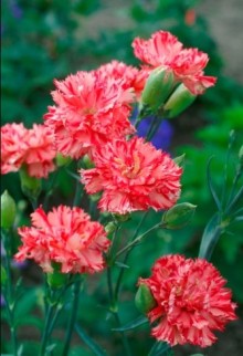 img-1: Гвоздика садовая Авранчин - ООО «Семена Тут»