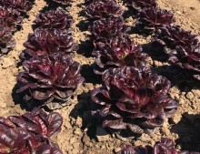 img-1: Салат Барлах - ООО «Семена Тут»