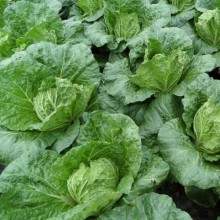 Капуста пекинская Базуко F1 - ООО «Семена Тут»
