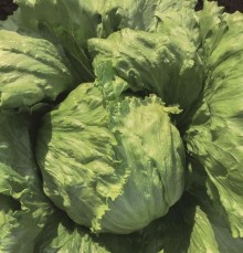 Салат Бизнес - ООО «Семена Тут»