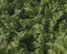 img-1: Салат Бизнес - ООО «Семена Тут»