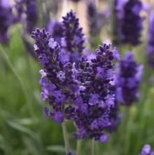 Лаванда Блю Спир [1000 шт] - ООО «Семена Тут»