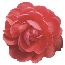 img-1: Бегония клубневая Иллюминейшн Салмон Пинк [500 драже] - ООО «Семена Тут»