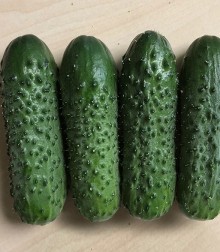 Огурец Брандино F1 - ООО «Семена Тут»