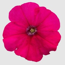 img-1: Петуния мультифлора БУМ Эйч ди Роуз [1000 драже] - ООО «Семена Тут»