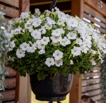 Петуния ампельная БУМ Вайт [100 драже] - ООО «Семена Тут»