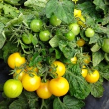 Томат Бушмен желтый F1 - ООО «Семена Тут»
