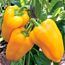 Перец Золотая осень - ООО «Семена Тут»