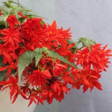 img-2: Бегония Фанки Оранж [1000 драже] - ООО «Семена Тут»