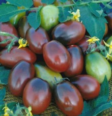 Томат Черный мавр - ООО «Семена Тут»
