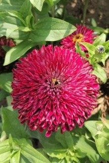 img-1: Цинния георгиноцветковая Бордо - ООО «Семена Тут»