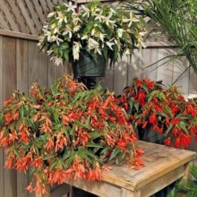 Бегония боливийская Сан Сити Микс [1000 драже] - ООО «Семена Тут»