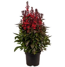 Лобелия прекрасная Фан Скарлет компакт [500 драже] - ООО «Семена Тут»