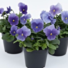 Виола рогатая Грандиссимо Тру блю [1000 шт] - ООО «Семена Тут»