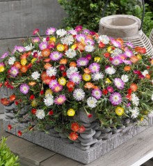 Делосперма  Разноцветные огоньки (смесь) [5х0,01 гр] - ООО «Семена Тут»