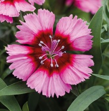 Гвоздика Дивинити Кримсон Пикоти [100 шт] - ООО «Семена Тут»