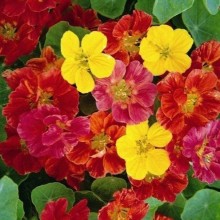 img-1: Настурция низкорослая Джевел микс - ООО «Семена Тут»