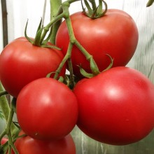 Томат Изобилие - ООО «Семена Тут»