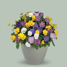 Виола рогатая Эдмаер Джелли микс [50 шт] - ООО «Семена Тут»