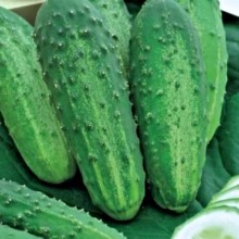 Огурец Эльбрус - ООО «Семена Тут»