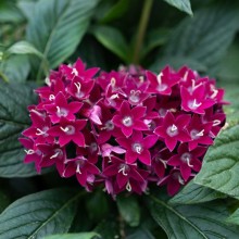 img-1: Пентас Граффити Неон Плам [1000 драже] - ООО «Семена Тут»