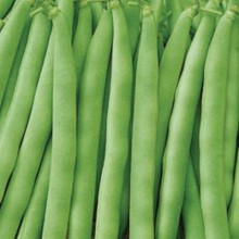 Фасоль овощная Сакса без волокна 615 - ООО «Семена Тут»