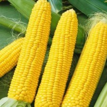Кукуруза сахарная Кубанская консервная 148 - ООО «Семена Тут»