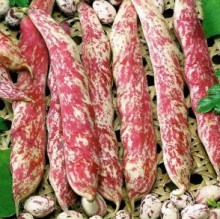 Фасоль овощная Фламинго - ООО «Семена Тут»