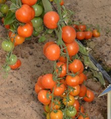 Томат Форте Оранж F1 - ООО «Семена Тут»