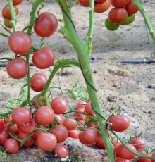 Томат Форте Розе F1 - ООО «Семена Тут»