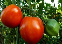 img-1: Томат Фуджи F1 - ООО «Семена Тут»