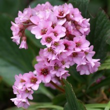 Бадан тихоокеанский [1гр] - ООО «Семена Тут»