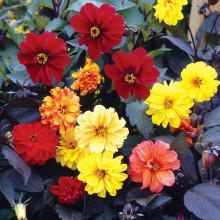 Георгина Блади Мари Микс [5 гр] - ООО «Семена Тут»